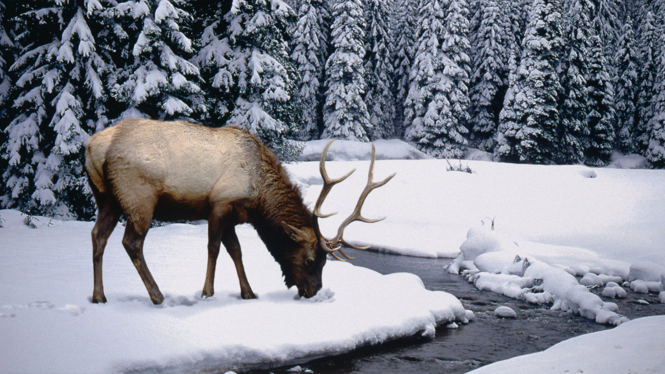 Das Winter Stag Wallpaper 1366x768