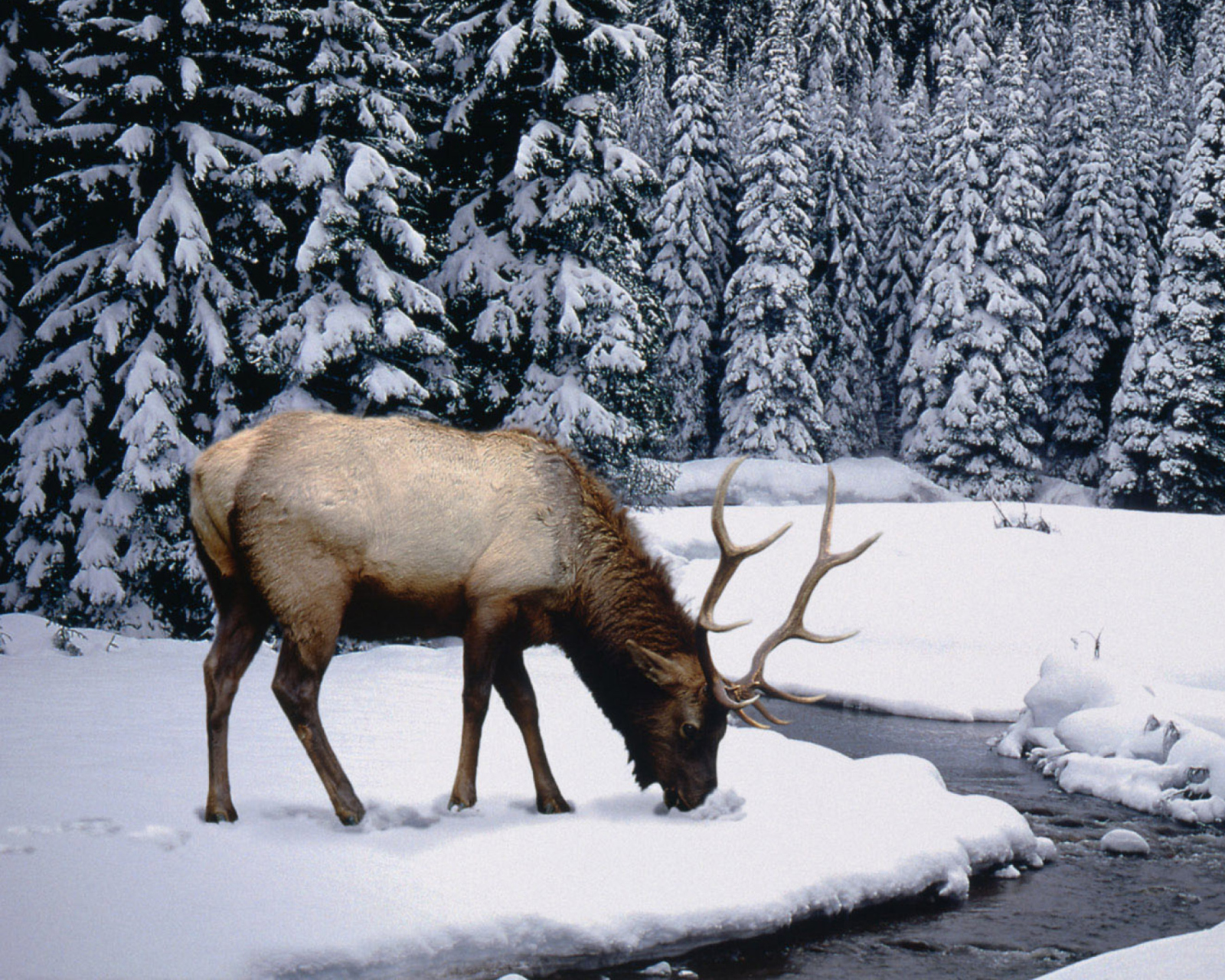 Winter Stag wallpaper 1600x1280