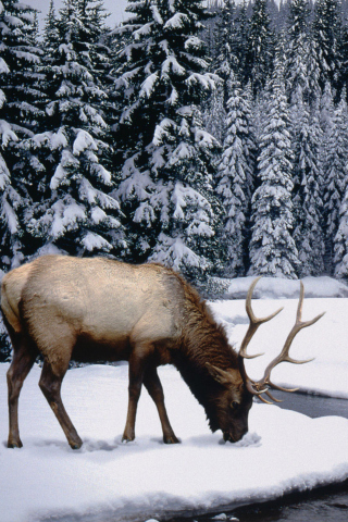 Das Winter Stag Wallpaper 320x480