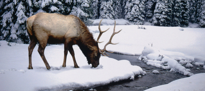 Das Winter Stag Wallpaper 720x320