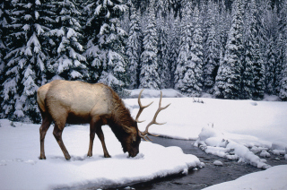 Free Winter Stag Picture for Android, iPhone and iPad