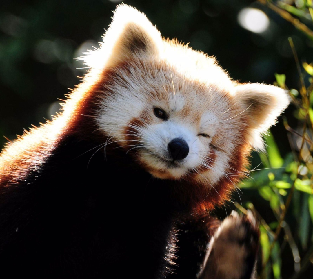 Red Panda wallpaper 1080x960