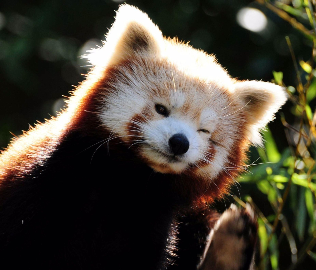 Das Red Panda Wallpaper 1200x1024