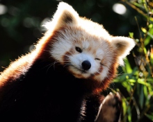 Das Red Panda Wallpaper 220x176