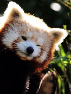 Red Panda wallpaper 240x320