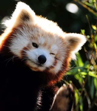 Red Panda - Obrázkek zdarma pro HTC Trophy