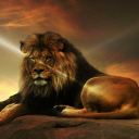 Lion wallpaper 128x128