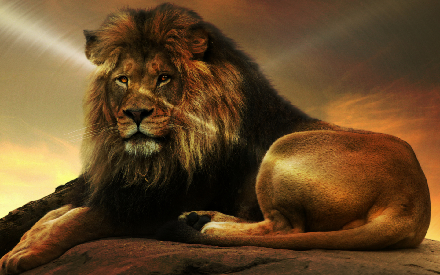 Sfondi Lion 1440x900