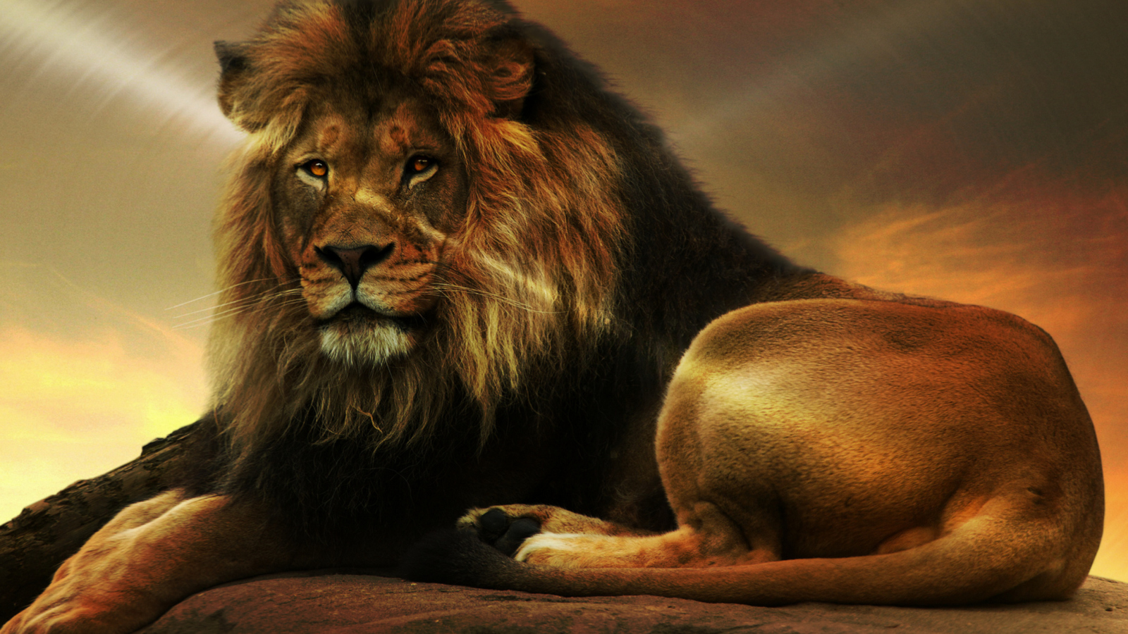 Lion screenshot #1 1600x900