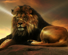 Lion wallpaper 220x176