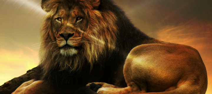 Lion wallpaper 720x320