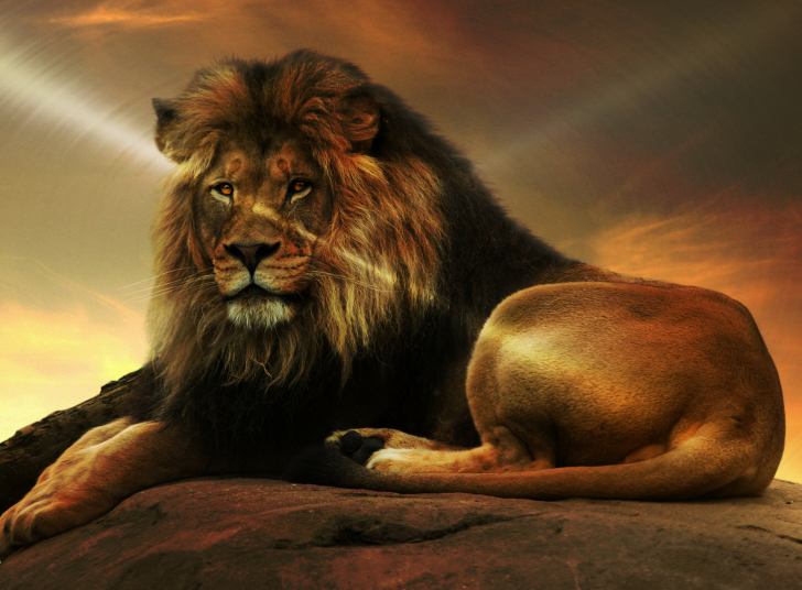 Das Lion Wallpaper