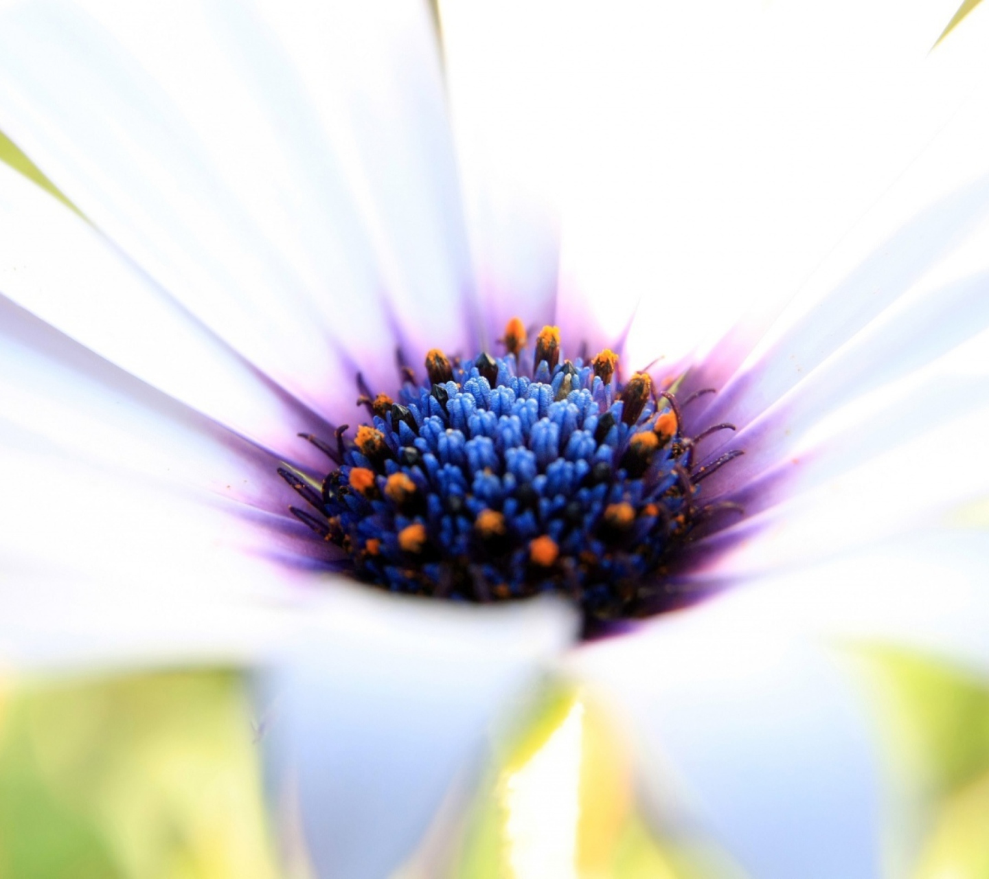 Screenshot №1 pro téma White Flower Close Up 1440x1280