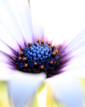 Screenshot №1 pro téma White Flower Close Up 176x220