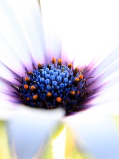 White Flower Close Up screenshot #1 240x320