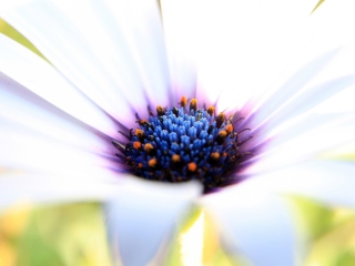 White Flower Close Up screenshot #1 320x240
