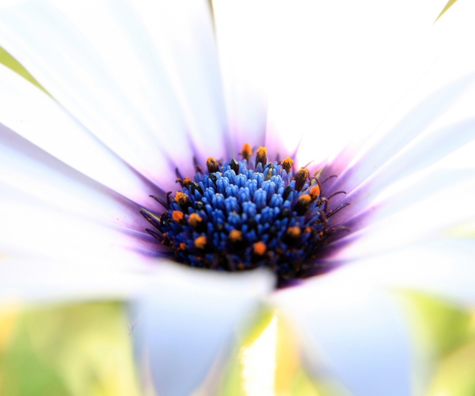 White Flower Close Up wallpaper 960x800