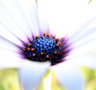 White Flower Close Up - Obrázkek zdarma pro iPad mini 2