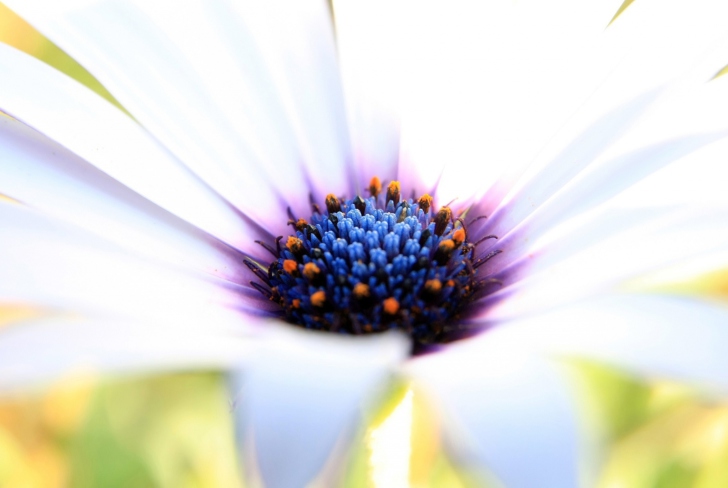 Das White Flower Close Up Wallpaper