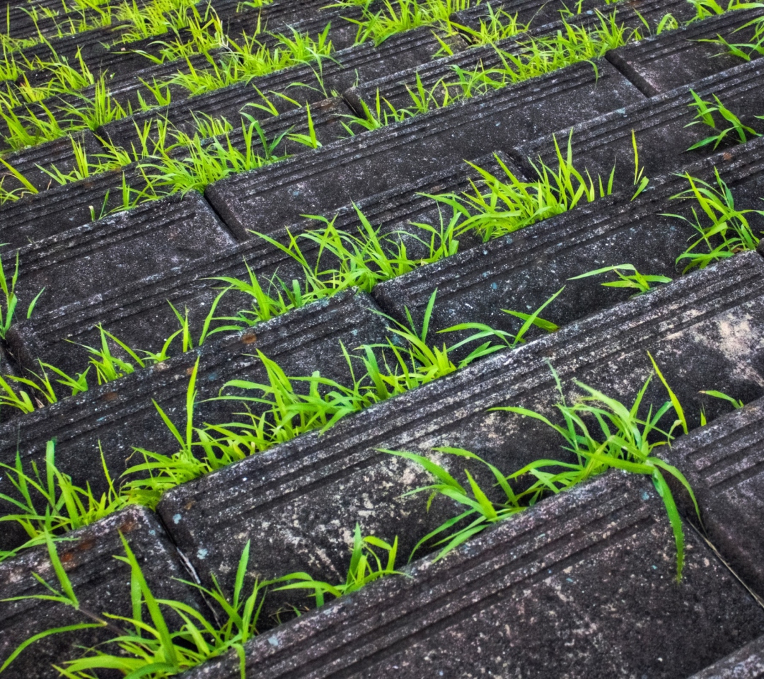 Sfondi Grass Growing Fast 1080x960