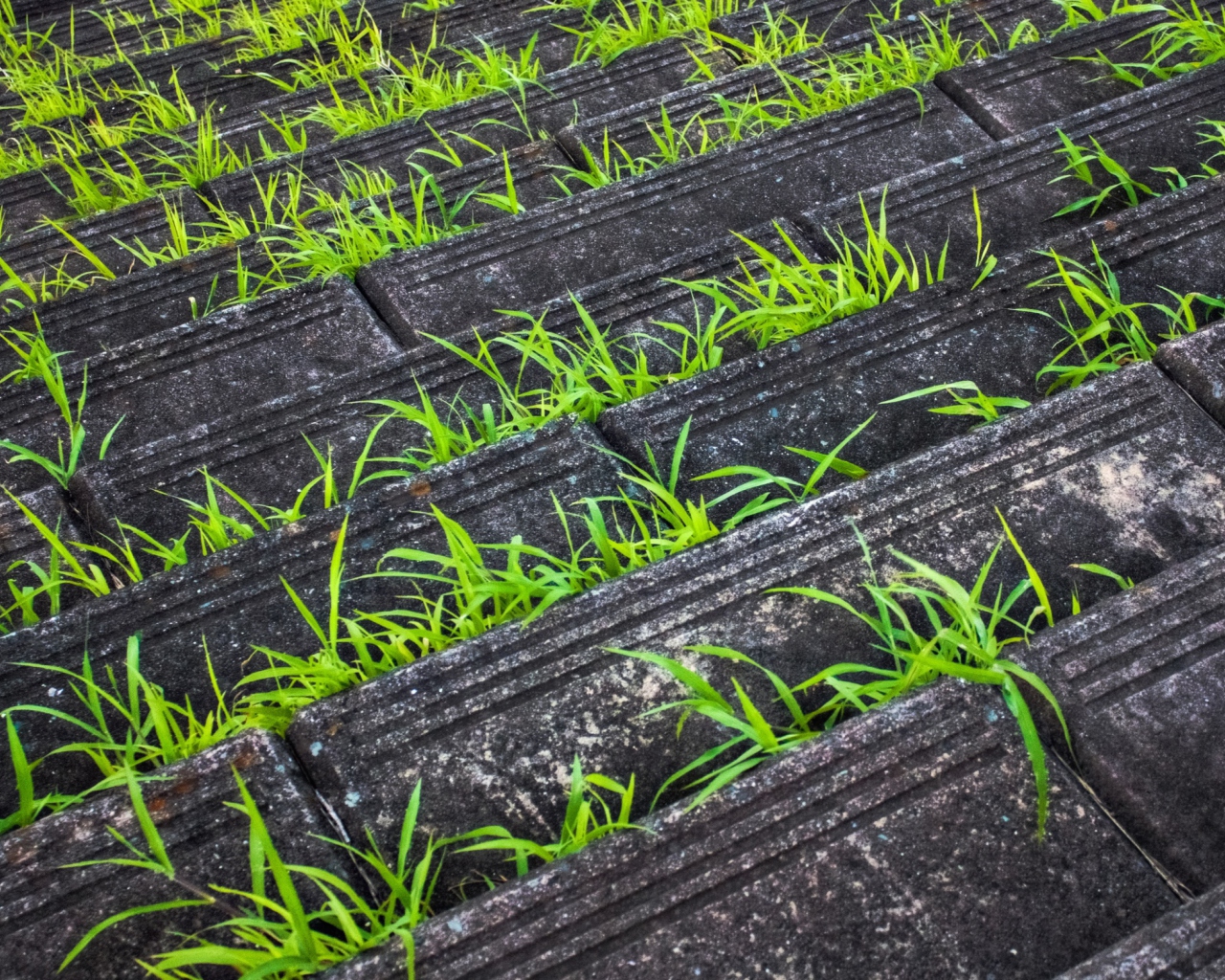 Grass Growing Fast screenshot #1 1280x1024