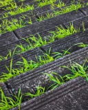 Fondo de pantalla Grass Growing Fast 128x160
