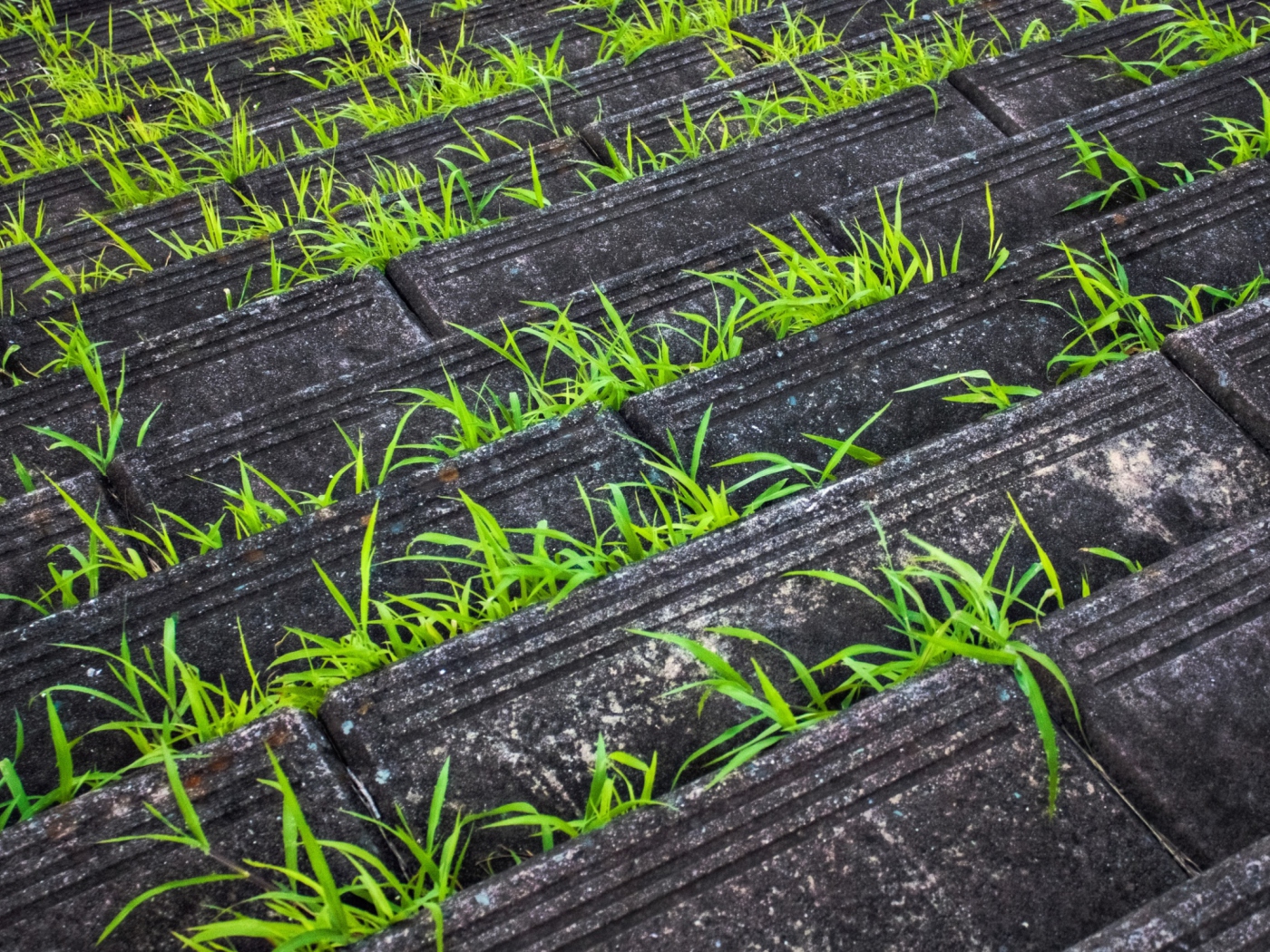 Sfondi Grass Growing Fast 1400x1050
