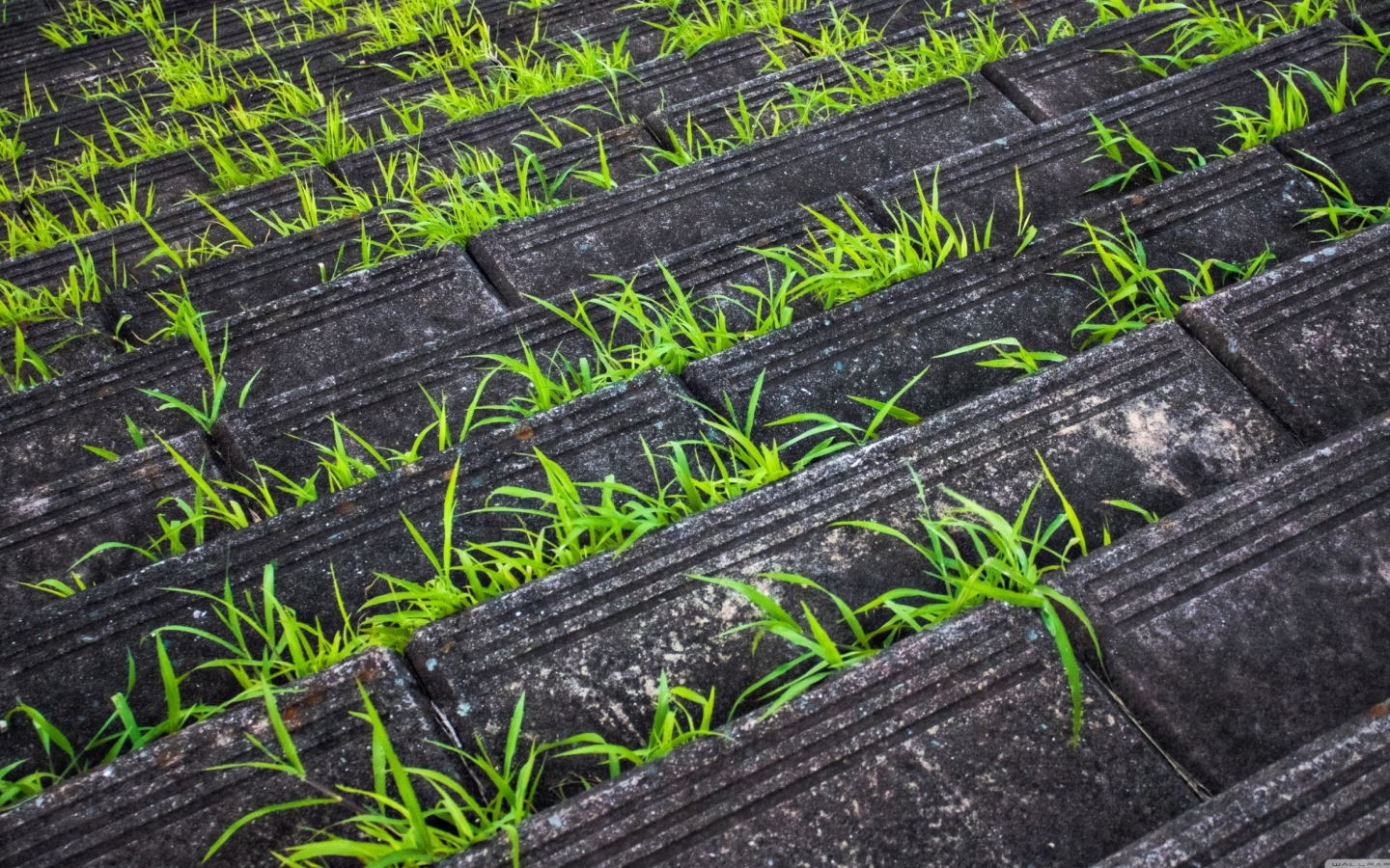 Grass Growing Fast wallpaper 1440x900