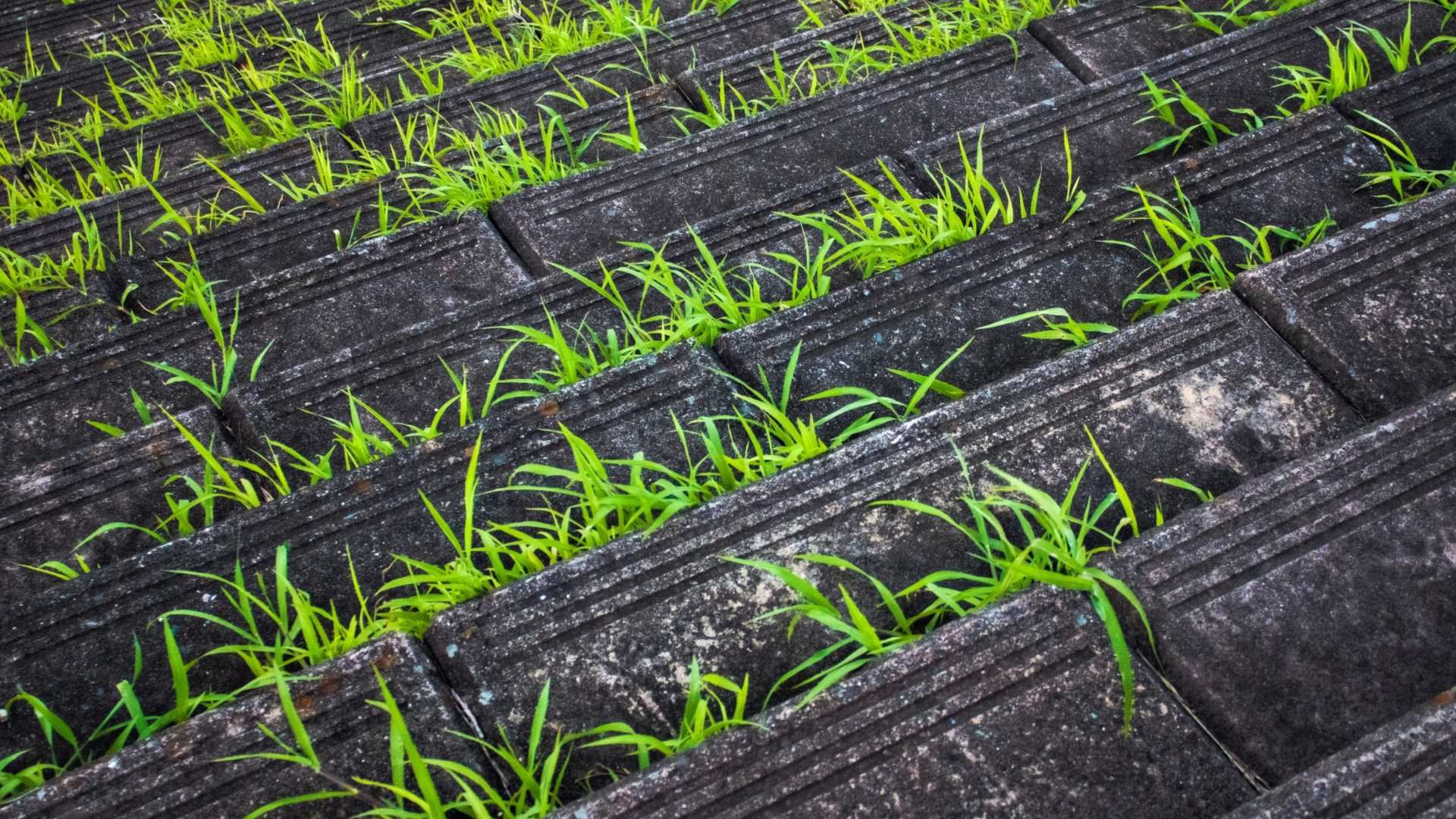 Das Grass Growing Fast Wallpaper 1920x1080