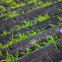 Sfondi Grass Growing Fast 208x208