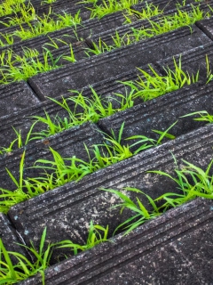 Fondo de pantalla Grass Growing Fast 240x320