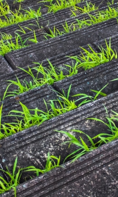 Das Grass Growing Fast Wallpaper 240x400