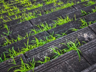 Sfondi Grass Growing Fast 320x240