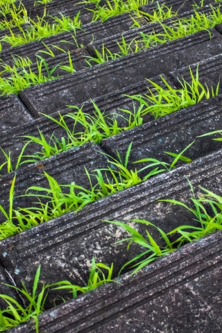 Sfondi Grass Growing Fast 320x480