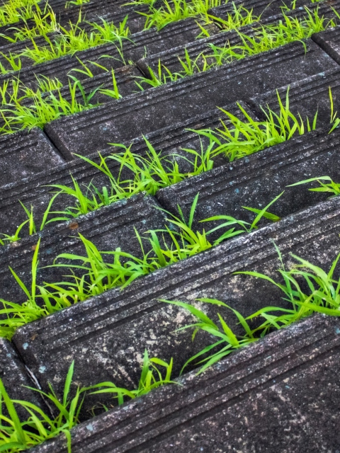 Sfondi Grass Growing Fast 480x640