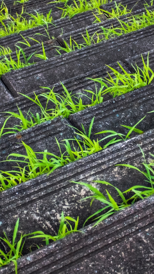 Обои Grass Growing Fast 640x1136