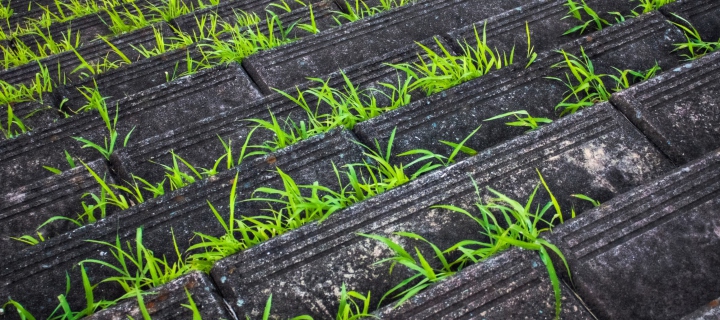Sfondi Grass Growing Fast 720x320