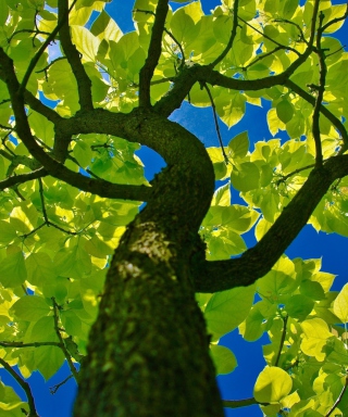 Tree Crown - Fondos de pantalla gratis para Nokia C5-06