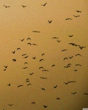 Birds wallpaper 128x160