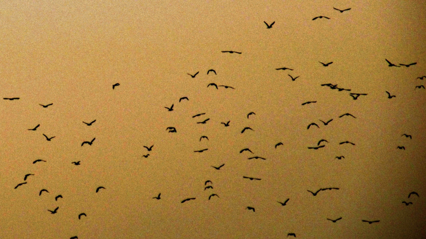 Birds wallpaper 1366x768
