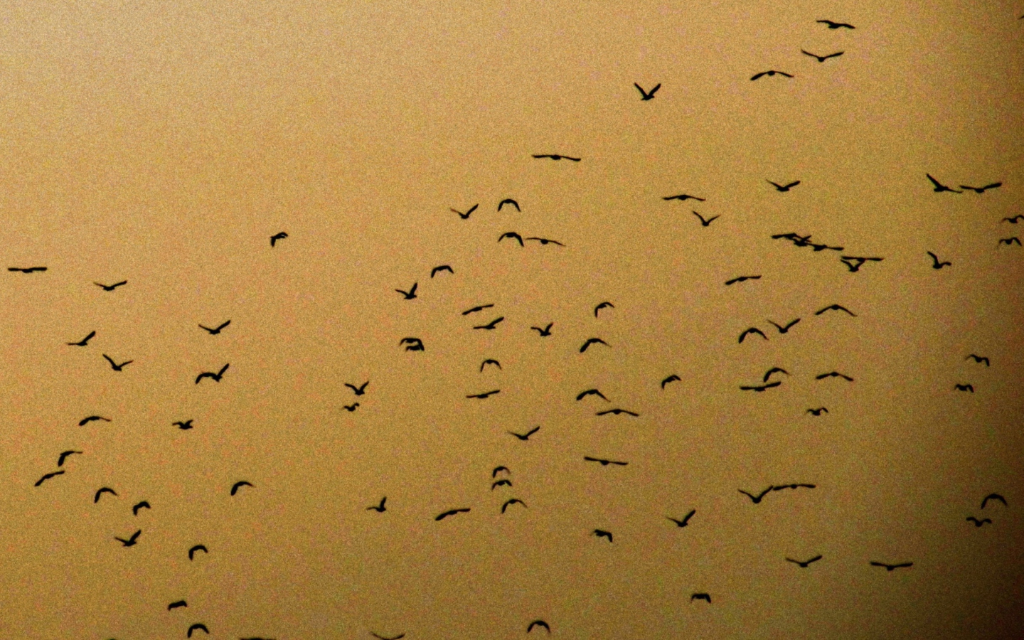 Birds wallpaper 1440x900