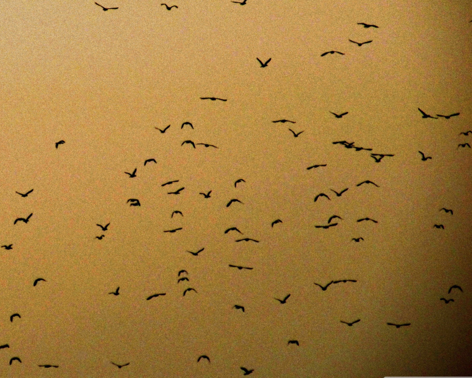 Das Birds Wallpaper 1600x1280