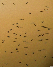 Birds wallpaper 176x220