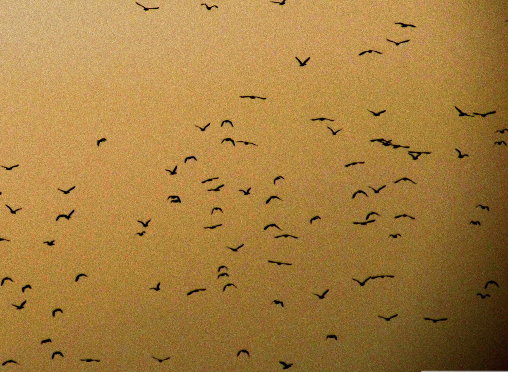 Birds wallpaper 1920x1408