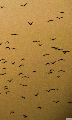 Sfondi Birds 240x400