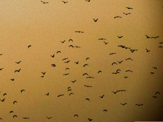Das Birds Wallpaper 320x240