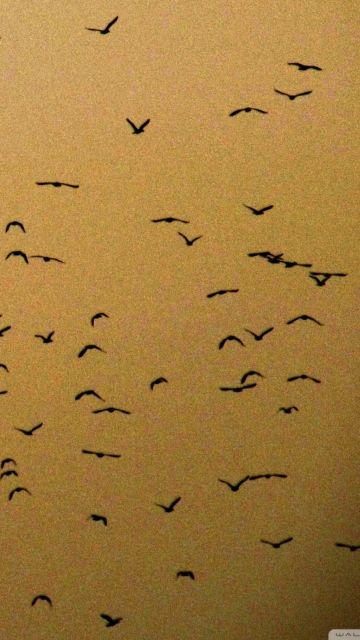 Das Birds Wallpaper 360x640