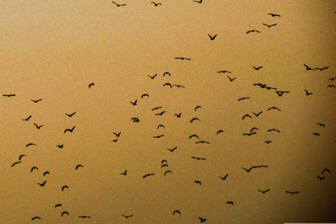 Das Birds Wallpaper 480x320