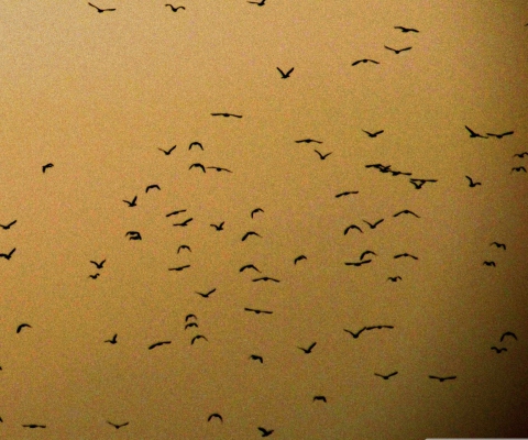 Birds wallpaper 480x400