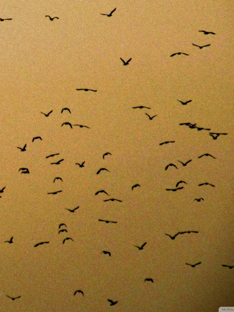 Birds screenshot #1 480x640